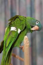 Coco - blue crown conure with Angel Wing