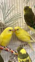 Budgies saved from an unsafe outdoor aviary