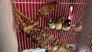 Finches rescued from an unsafe outdoor aviary