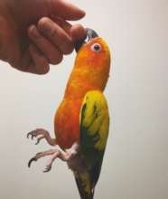 Fiji, a Sun Conure, "hanging around"