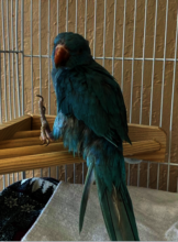 Gina, an Indian Ringneck