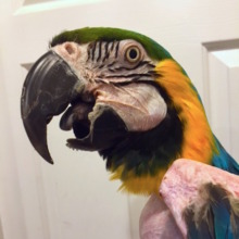 Goldie, 29-year-young Blue & Gold Macaw