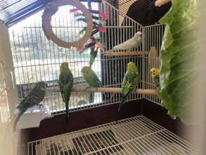 Rescued parakeets ready to go to their new home