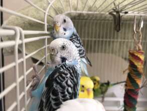 Some of the rescued parakeets