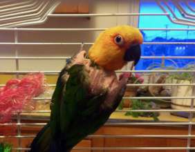 Rainbow, rescued Jenday Conure