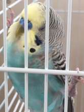 Kohei sleeping in cage corner