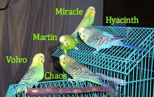 Part of the Budgie Gang