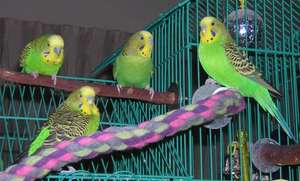 Part 2 of the Budgie Gang