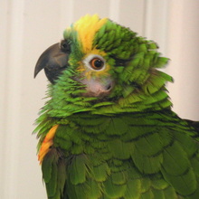 Louie, a blue-fronted amazon