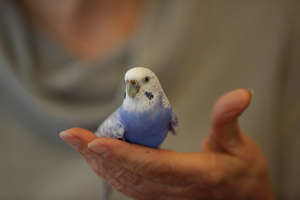 Budgie Cradled in Hand