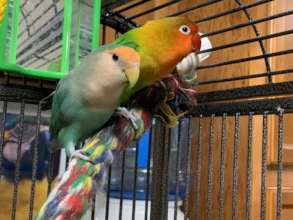 Maddie and Attica - lovebirds