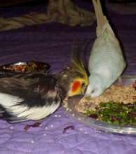 Merona (cockatiel) with his budgie friend