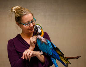 Pico, a Blue and Gold Macaw, enjoying his person