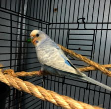 Moon, male budgie