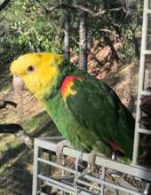 Mr Magoo, double yellow-headed amazon