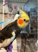 Nubs in his new home