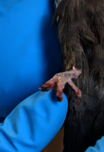 Nubs' injured foot