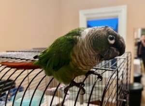 Inquisitive Ollin
