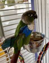 Ollin with his wing wrap