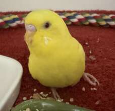 Goldie, taking weight off her broken left leg