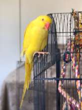 Peela, an Indian Ringneck