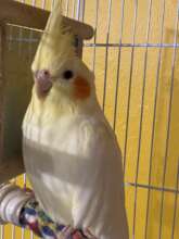 Penelope, a cockatiel saved from euthanasia