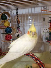 Priya, a cockatiel who needed surgical help