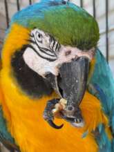 Ralph enjoying a walnut