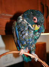Risa, a feather-plucked Pionus
