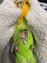 Squeaky the lovebird at intake