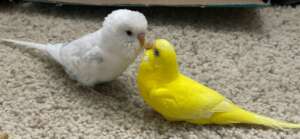 Sunny meets another budgie in foster care
