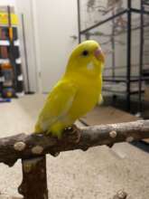 Sunny can perch on her single leg - a milestone!
