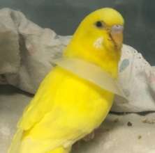 Sunny wearing a collar after surgery