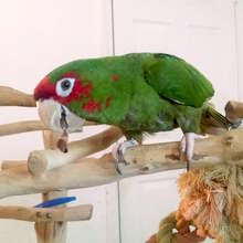 TJ, Mitred Conure