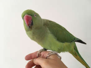 Taz, an Indian Ringneck