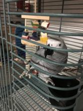 Yolo Grey in new home cage