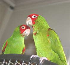 Anza & Irving, of the Wild Flock of Telegraph Hill