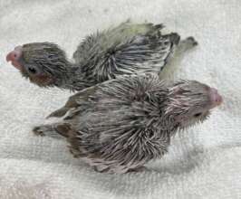 PeeWee and Dusty, baby cockatiels