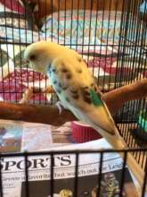 Budgie surrendered by shelter, 8/2016