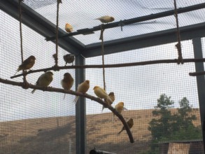 Part of the canary flock in their new aviary