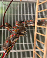 Some of the finches in their new (interim) home
