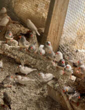 The finches' former aviary