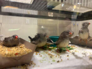 Finches going to the vet!