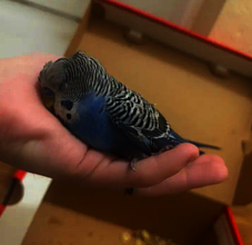 Budgie found whilst attacked by crows