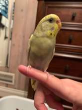 Lita perching on a finger