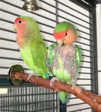 Dad and Mom lovebirds - Beryl and Kita