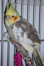 Morgan, a cockatiel who needs your help