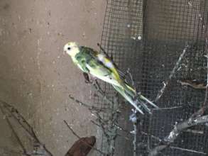 Parakeet - before rescue