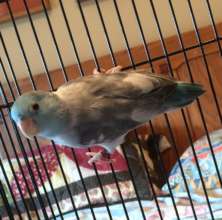 Parrotlet surrendered by shelter, 8/2016