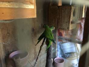 Peachfront conures - before rescue